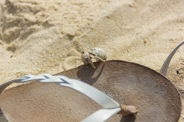 This little hermit crab also loved my Scott Hawaii's